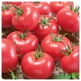 thumbnail image 4 of Everwilde Farms - 50 Porter Heirloom Tomato Seeds - Gold Vault Seed Packet, 4 of 4