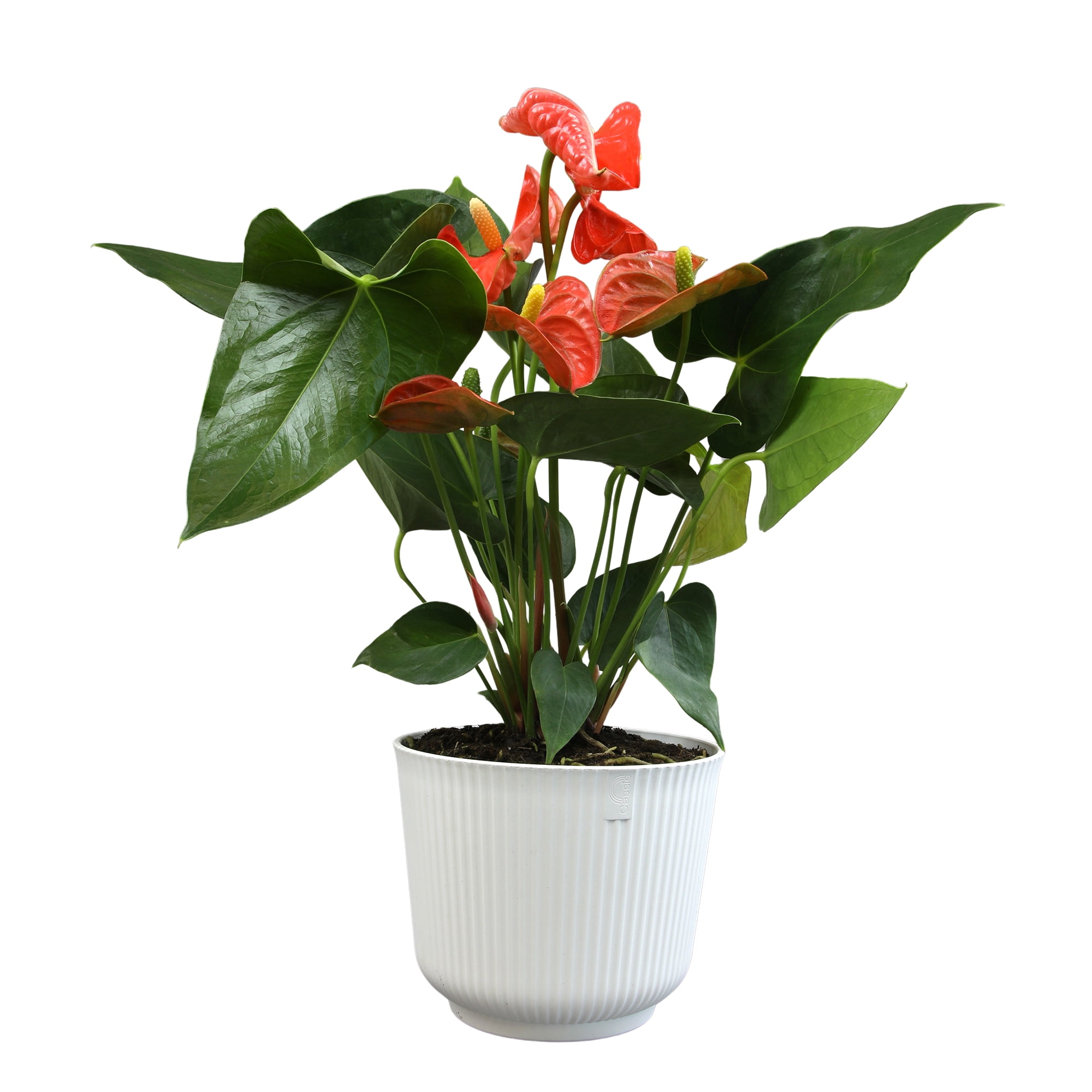 Altman Plants Orange Anthurium Plant Gift, White Pot, 14-18" Tall Clean Air House Plant