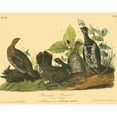 thumbnail image 3 of Audubon, John James 14x12 Black Modern Framed Museum Art Print Titled - Canada Grouse, 3 of 5