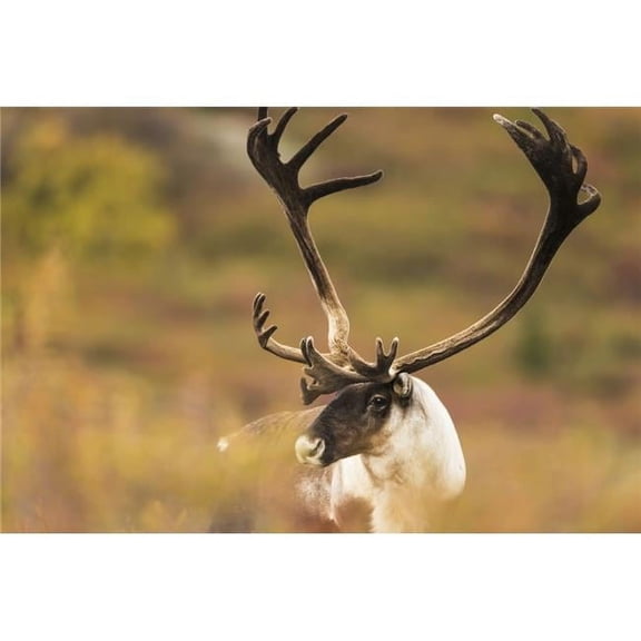 Bull Caribou Near Savage River in Denali National Park & Preserve Alaska Poster Print by Carl Johnson, 38 x 24 - Large