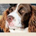 thumbnail image 2 of CafePress - Baxter Photo 6 Tote Bag - Unisex Canvas Tote Bag, Beige, 1-Piece, 2 of 7