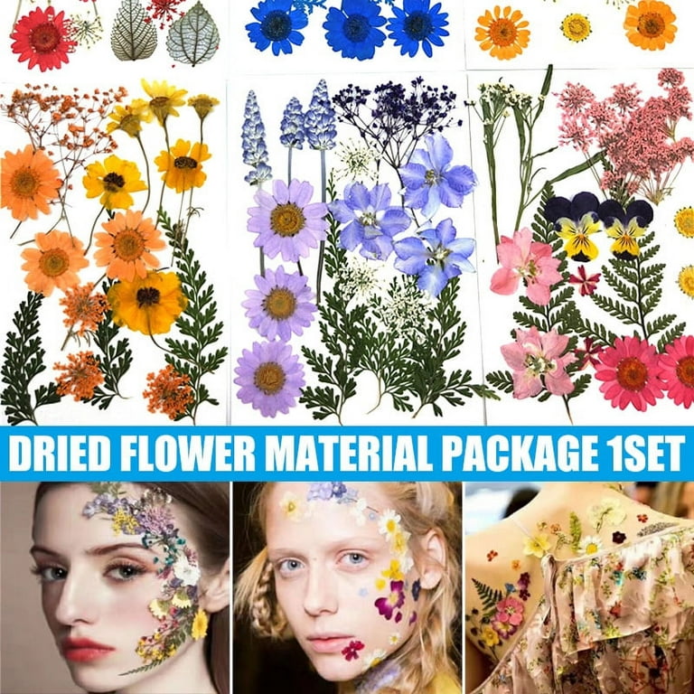 Colorful Real Dried Pressed Flowers Real Dried Press Flowers Set