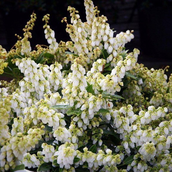 Cavatine Pieris - Pieris japonica 'Cavatine'