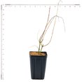 thumbnail image 4 of Van Zyverden Salix Hakuro Nishiki 4" Potted Rocketliners® Set of 3 Plants Pink Partial Sun Flowering 3 lbs, 4 of 7