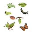 thumbnail image 5 of Butterfly Moth Life Cycle Figures 4 Stages of Butterfly & Moth Biology Cognitive, 5 of 8