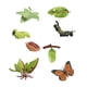thumbnail image 5 of Modelo de de mariposa polilla juguete modelo realista biología figuritas de animales realistas para proyectos temáticos materi, 5 of 9