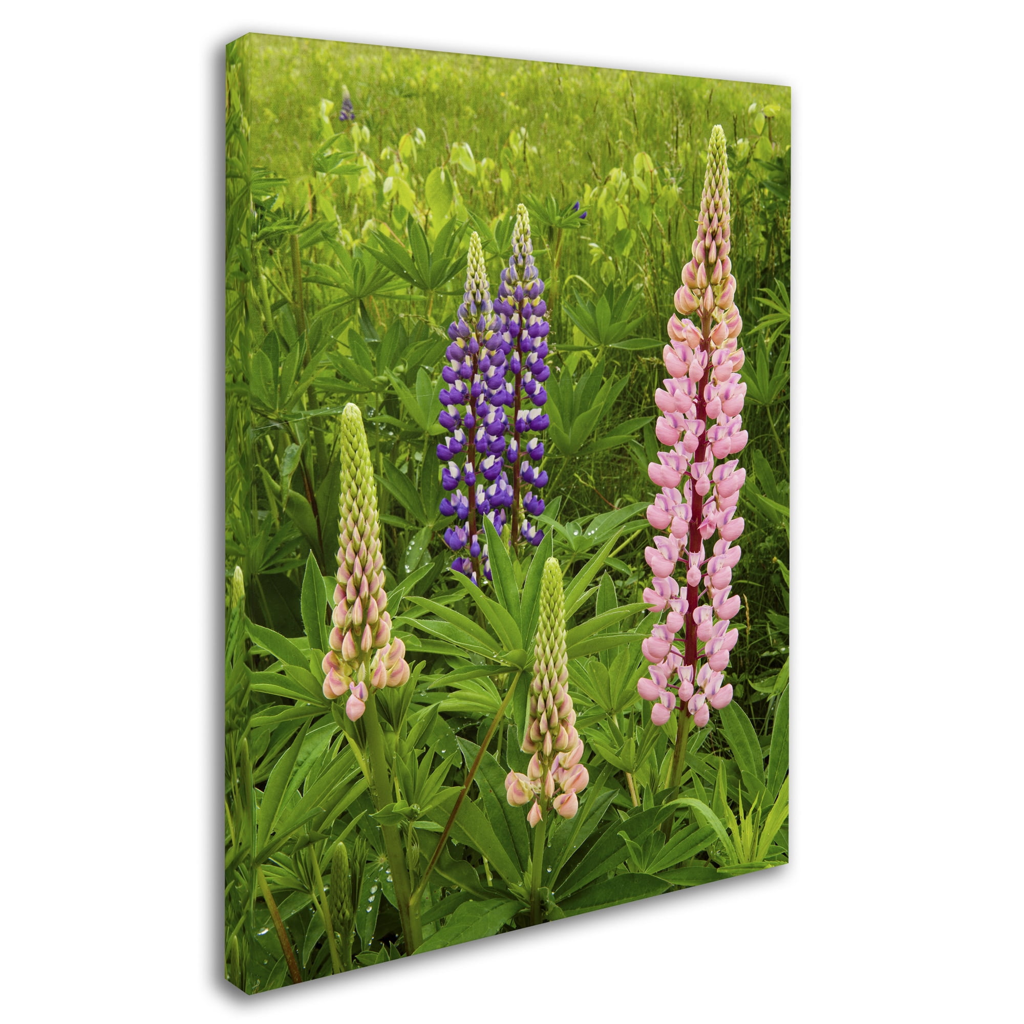 Trademark Fine Art "Lupine Family" Canvas Art by Michael Blanchette Photography