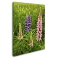 thumbnail image 3 of Trademark Fine Art "Lupine Family" Canvas Art by Michael Blanchette Photography, 3 of 4