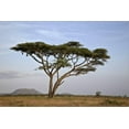 thumbnail image 2 of Acacia Tree, Serengeti National Park, Tanzania, East Africa, Africa, Botanical Scenic Stretched Canvas Wall Art by James Hager Sold by Art.Com, 2 of 5
