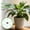 Black 1pc, variant on 1/2/3Pcs Plant Folding Rack Adjustable Climbing Plant Stand Reusable Elastic Stem Support Promoting Upright Growth Garden Plant Frame