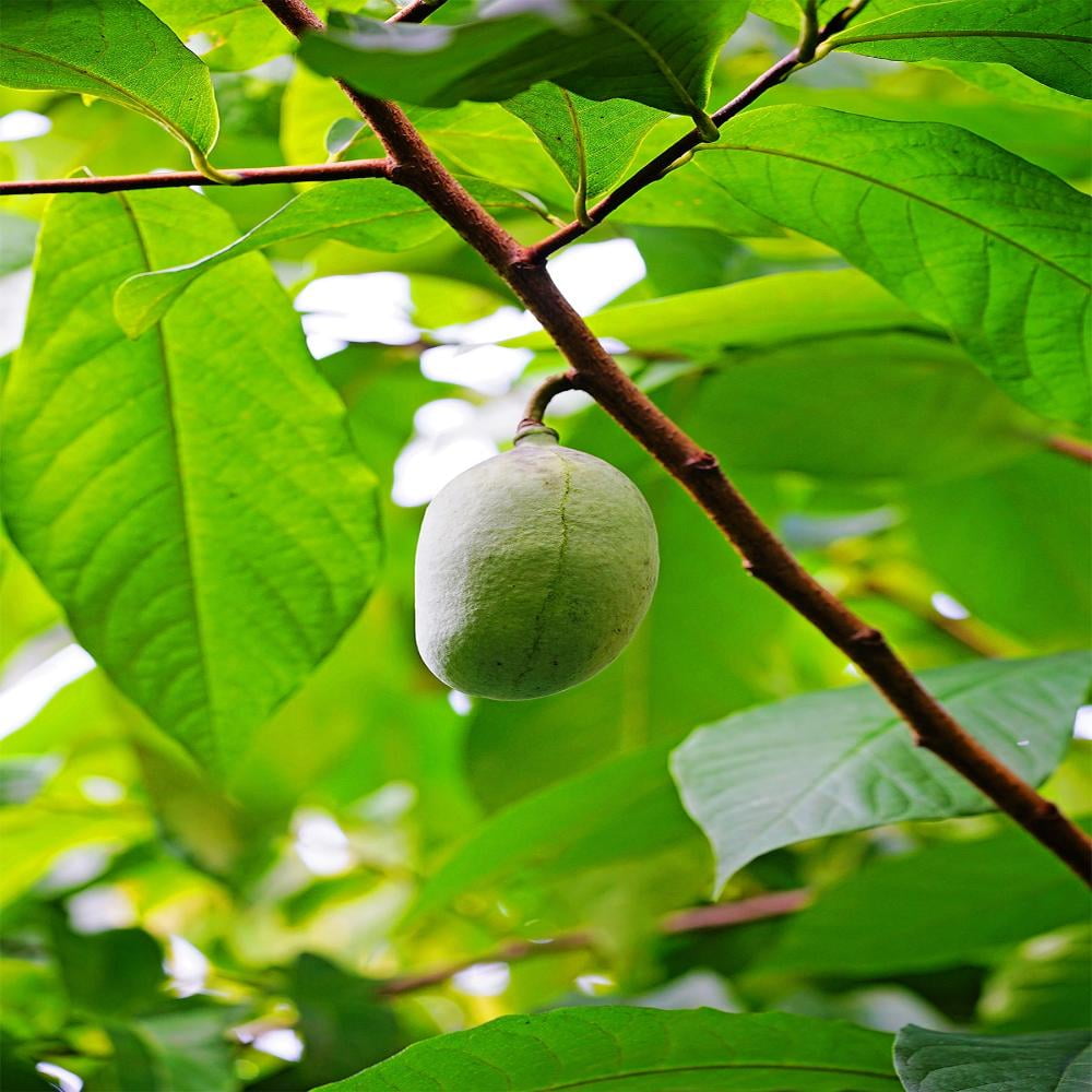 Expert Gardener 1-1.5 ft tall Paw Paw Live Tree in 1-Gallon Grower Pot