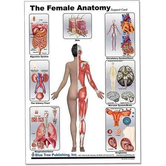 Female Anatomy (Flip Chart Set)
