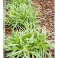 thumbnail image 3 of Expert Gardener Outdoor Live Plant Liriope Lily Turf Purple 2.5QT, Partial Shade, 3 of 3