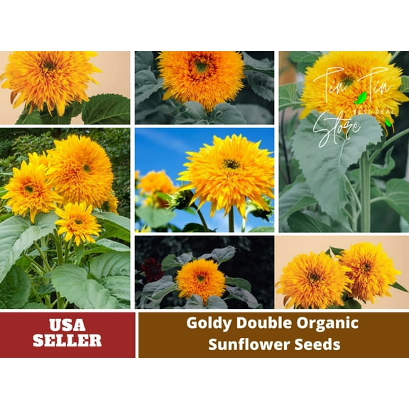 25 Seeds-Goldy Double Organic Sunflower Seed #E022-Authentic Seeds-Flowers-Seeds-Rose seeds-Herb seeds-Vegetable Seeds-Mix Seeds Plant-B3G1