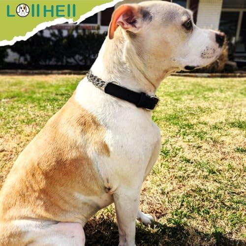 Martingale Collar for Dogs No-Pull Adjustable Training Collar with Stainless Steel Chain - Genuine Leather Anti-Slip Design for Small,Medium,Large Breed Dogs - Black (L)