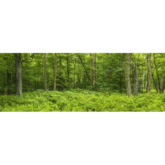 Ferns blanketing floor of summer woods near Old Forge in the Adirondack Mountains New York State USA Canvas Art - Panoramic Images (18 x 7)