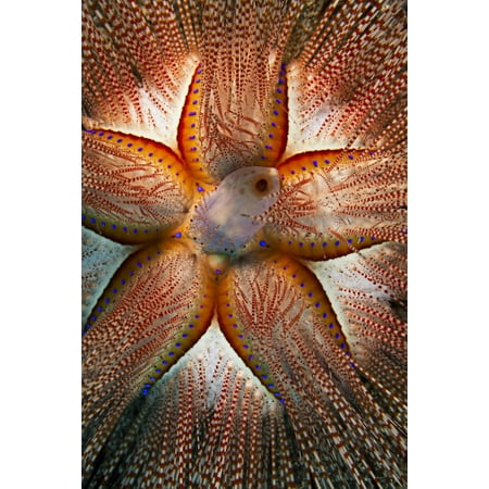 Rare Blue Spot (Hawaii Maui Rare Sighting Of A Blue-Spotted Sea Urchin (Astropyga Radiata) Stretched Canvas - Dave Fleetham Design Pics (12 x)