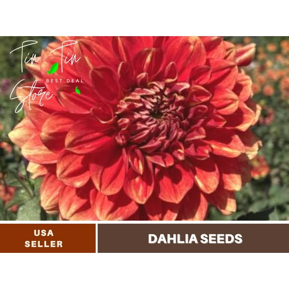 40  Rare Seeds-Lowrider Dahlia Seeds-#D016-Authentic Seeds-Flowers-Seeds-Rose seeds-Herb seeds-Vegetable Seeds-Mix Seeds for Plant- B3G1