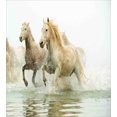 thumbnail image 3 of Horses Duvet Cover Set, Camargue Horses in Water Oldest Breed Southern France Origin Photo, Decorative 3 Piece Bedding Set with 2 Pillow Shams, Queen Size, White Beige, by Ambesonne, 3 of 3