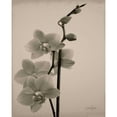 thumbnail image 3 of Stimson, Diane 20x24 Black Modern Framed Museum Art Print Titled - Orchid 1, 3 of 5
