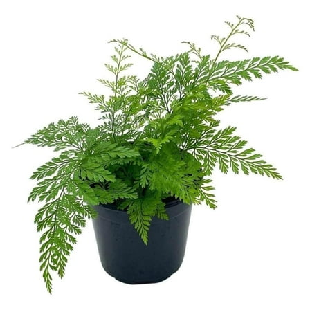 BubbleBlooms Rabbit's Foot Fern, Davallia Canariensis Fejeensis, Furry Root - 4 Inch Pot