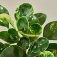 thumbnail image 2 of Peperomia Marble - Live Plant in a 4 Inch Pot - Peperomia Obtusifolia 'Marble' - Variegated Indoor Houseplant, 2 of 5