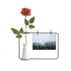thumbnail image 1 of Bosque de pino de Baiyun Botella de decoración de jarrones colgantes de flores rosas artificiales, 1 of 3