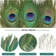 thumbnail image 4 of Plumas de pavo real THARAHT, naturales, 25 a 30 cm, para manualidades, 24 unidades, 4 of 7