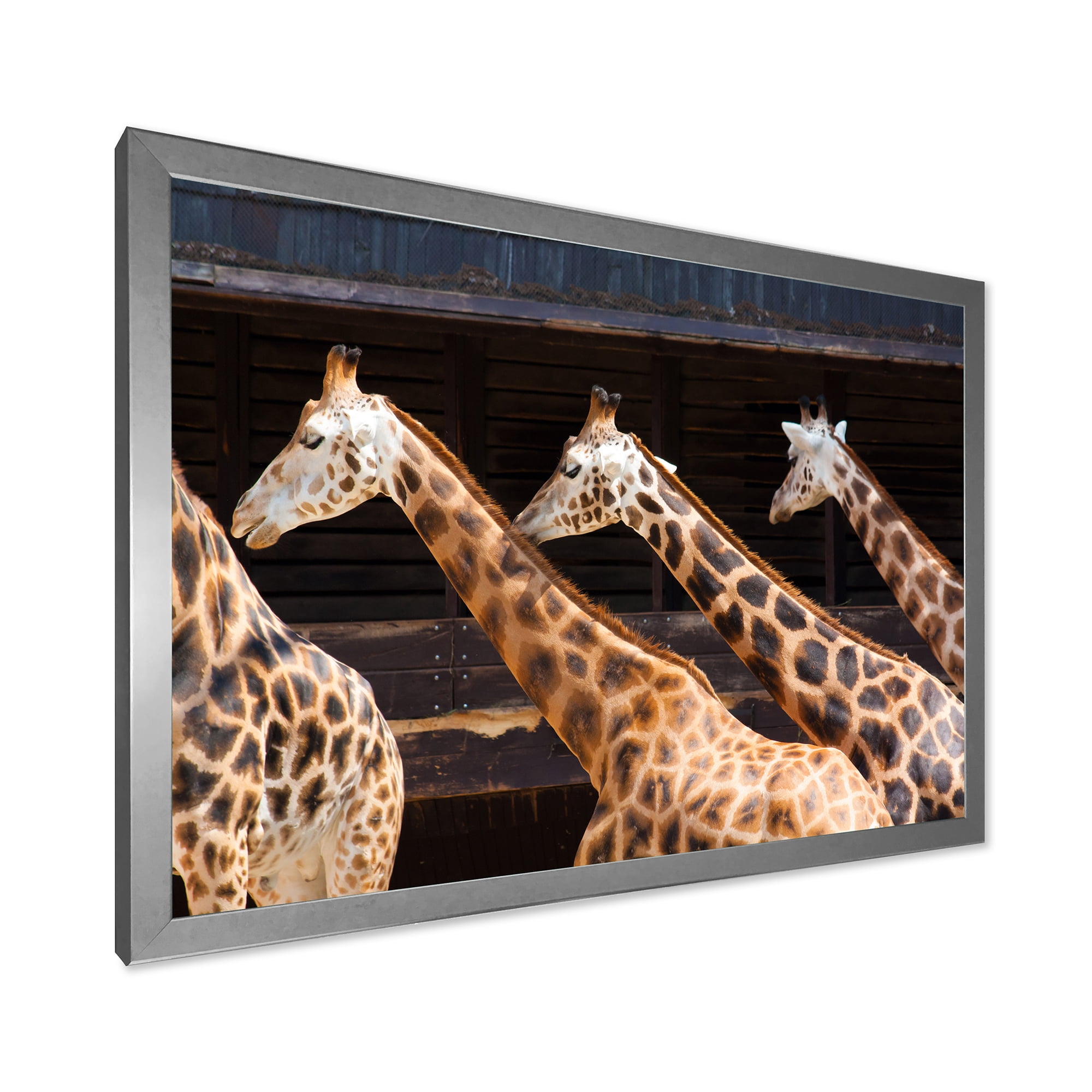 Designart 'Portrait Of Three Giraffes Running' Farmhouse Framed Art Print