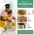 thumbnail image 4 of True Sea Moss Wildcrafted Irish Moss, Raw Sea Moss, Crispy, 16 Oz, 4 of 8