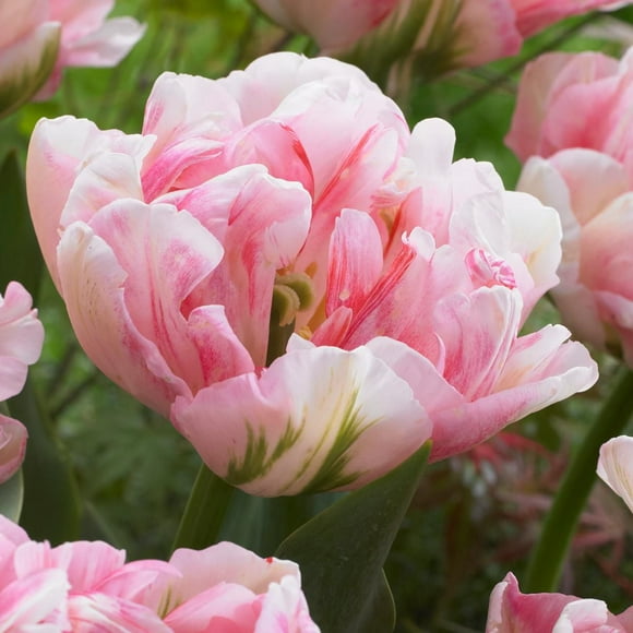 TASC Flower Bulbs- Tulipa Double tardive Finola (20 Bulbs)