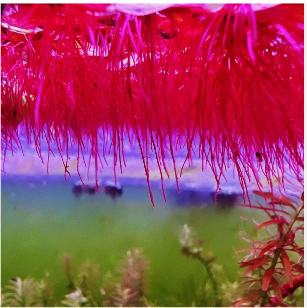 60+ Leaf Red Root Floater Live Aquarium Floating Plant – Freshwater Aquatic Plant for Fish Tank & Shrimp Tank