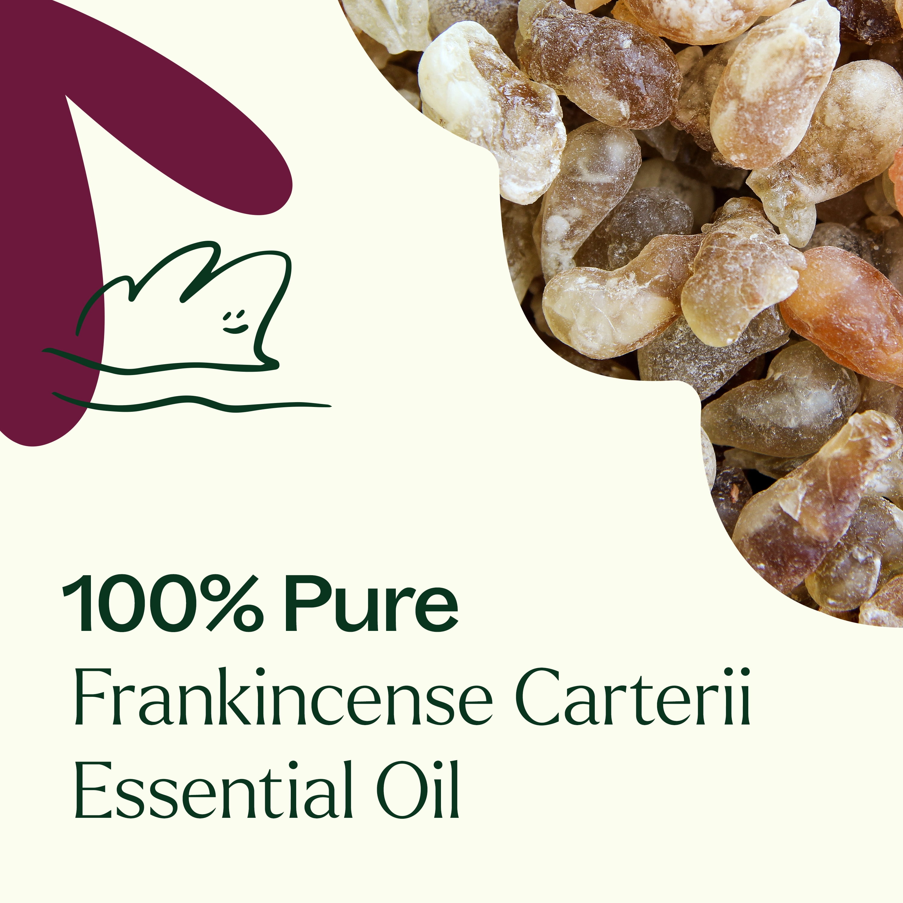 Plant Therapy Frankincense Carterii Essential Oil 30 mL (1 oz), Pure, Undiluted, Natural Aromatherapy