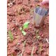 thumbnail image 2 of Jardinera De Bulbos, Jardinería Para Plantar - Kit De Herramientas Para Plantar Bulbos De Jardín, Herramienta De Siembra De Semillas, Trasplante De Flores Vegetales,2PCS, 2 of 5