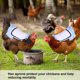 thumbnail image 5 of Paquete de 2 delantales para gallina con forma de pollo, correas elásticas PETKNOWS, 5 of 7