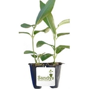 Mandevilla Tropical Plant, Giant Crimson Red Flower, Lot of 2 Starter Plants