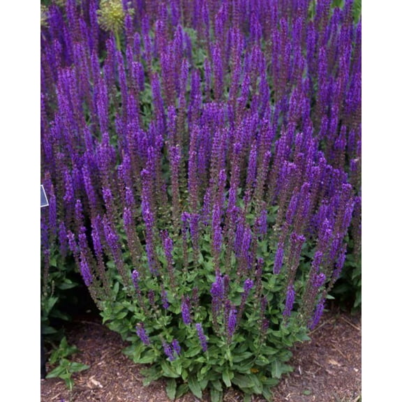 East Friesland Salvia - Meadow Sage - Deep Blue - DWARF - Quart Pot