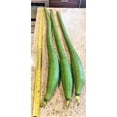 TomorrowSeeds Extra Long Smooth Luffa Seeds 30+ Count Packet Non