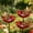 3pcs, variant on Handmade Metal Flower Garden Stakes Bird Bath with Bee Bath & Bird Water Bowl – Decorative Outdoor Yard Art, Pollinator & Butterfly Watering Station, Weather-Resistant Garden Decor Gift