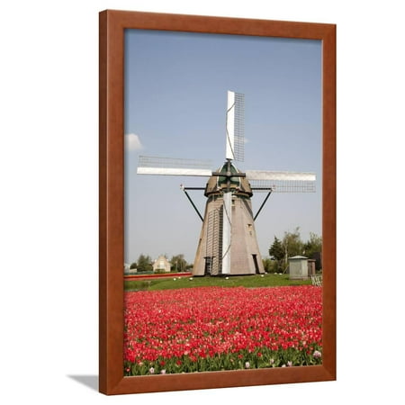 Tulips and Windmill  Framed Print Wall Art  By ErikdeGraaf 