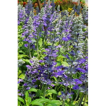 100 HOARY / DOWNY SKULLCAP Scutellaria Incana Flower Seeds
