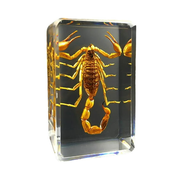 Wosthever Espécimen de insecto Real resistente y duradero con escorpión transparente, araña, avispa, escarabajo, escorpión amarillo Type3 NO3