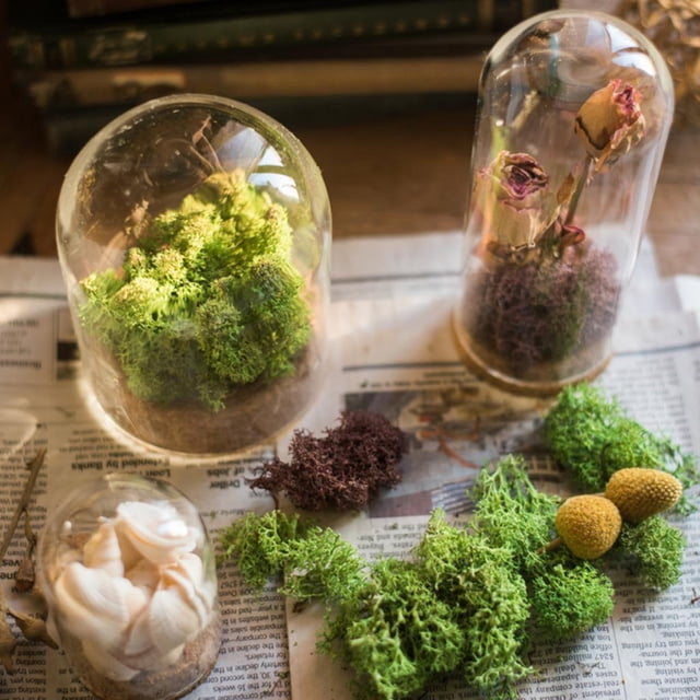 Display Bell Jar Cloche with Wooden Base Decorative Crafts 8x12cm