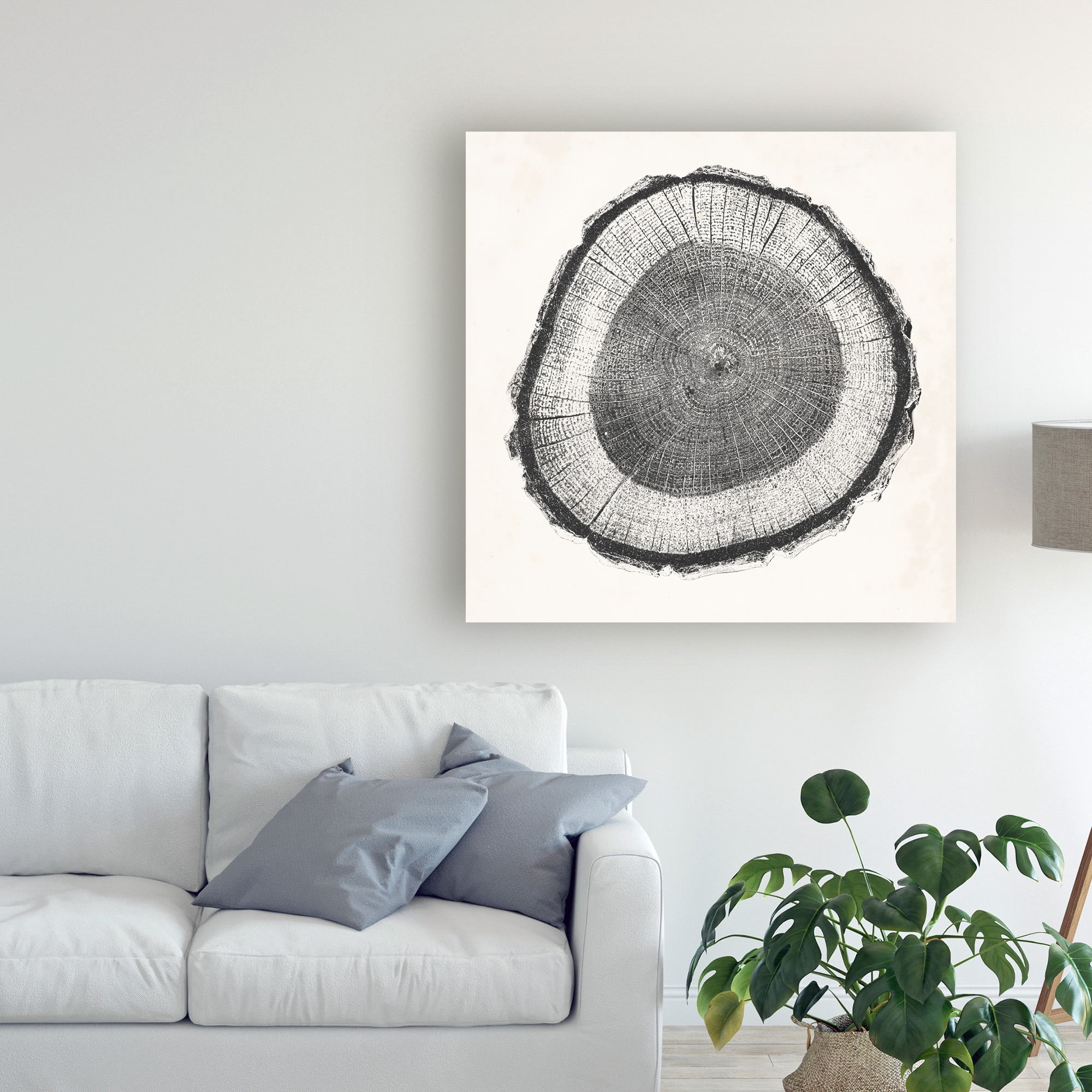 Trademark Fine Art 'Tree Ring II' Canvas Art by Vision Studio