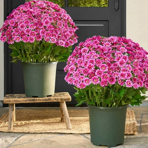 Funsdecor Mooddairy Artificial Chrysanthemums, Circulatik Artificial Flowers, UV Resistant Realistic Artificial Flowers, Realistic Weatherproof Fake Plants for Patio, Garden (5 Pack)