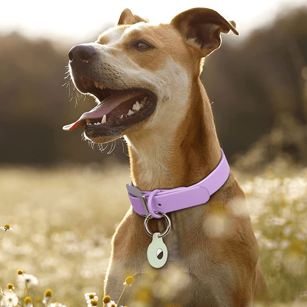 Dog collar leash combo online