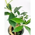 thumbnail image 6 of Ficus Microcarpa 'Moclame' Mini Bonsai Tree - Live Air-Purifying Indoor Plant in Nursery Pot – Easy Care, Low Maintenance Houseplant for Home & Office Decor, Natural Air Cleaner, Best for Beginners, 6 of 7