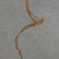 thumbnail image 3 of 1 Pc, 31 Inch Curly Willow Twig Spray w/3 Branches For Floral Arrangement & Home Decor - Green, 3 of 5