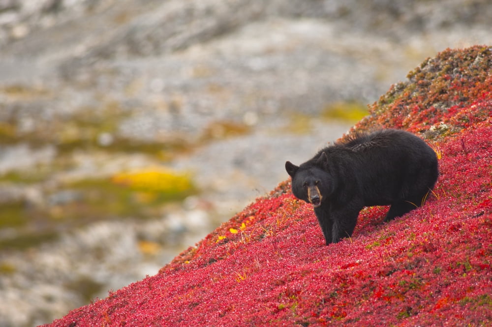 Black Bear Foraging For Berries On A Bright Red Patch Of Tundra Near The Harding Icefield Trail At Exit Glacier Kenai Fjords National Park Southcentral Alaska Autumn Canvas Art - Michael Jones Design