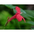 thumbnail image 2 of Red Elegant Brazilian Petunia  Ruellia Elegans  30 Live Plants  Butterfly Hummingbird Attracting Foliage, 2 of 8